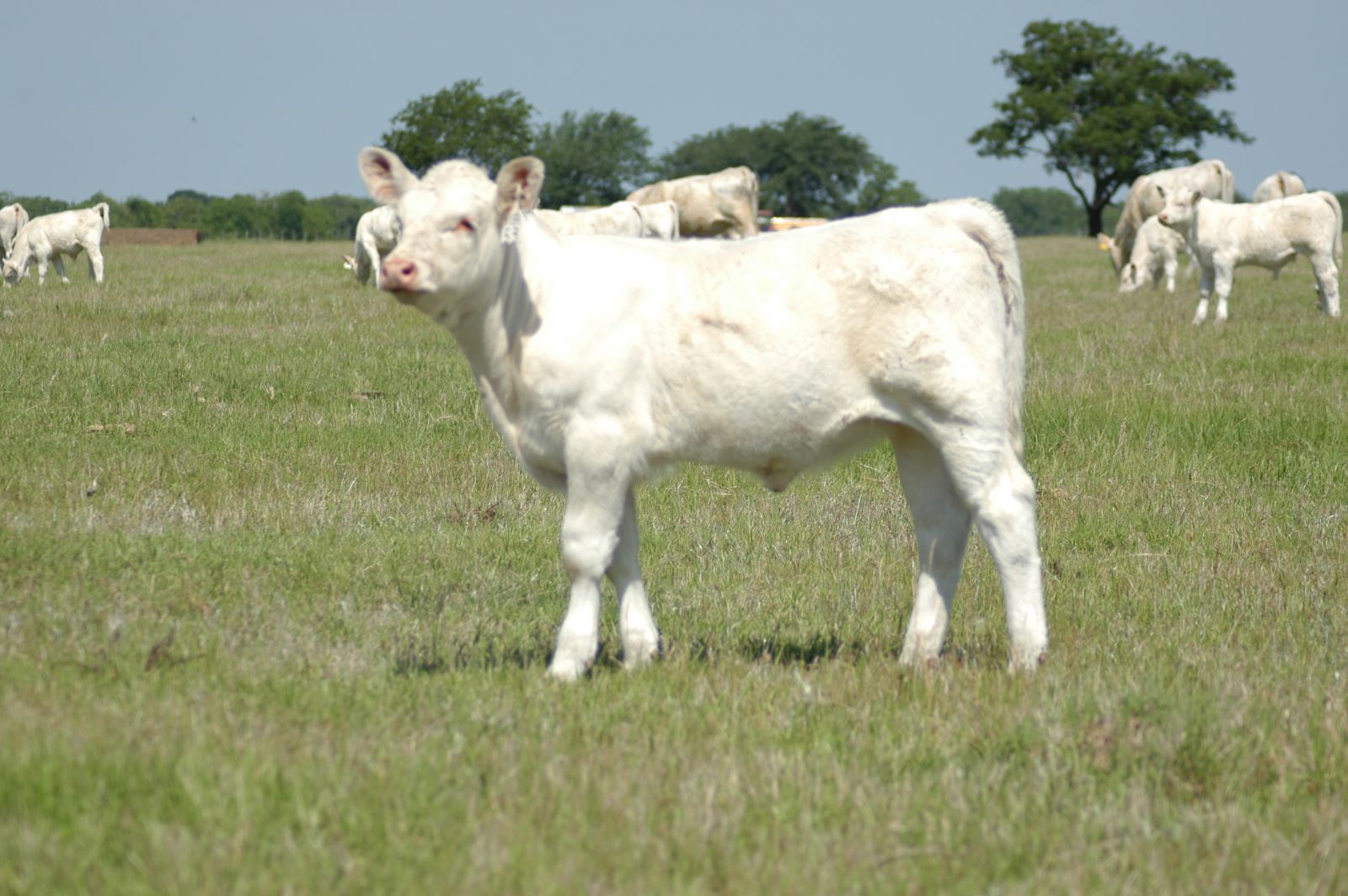 charolais calf